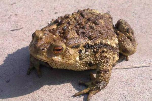 五毒动物一般出现在哪里,五毒是哪五种动物谁最打斗厉害