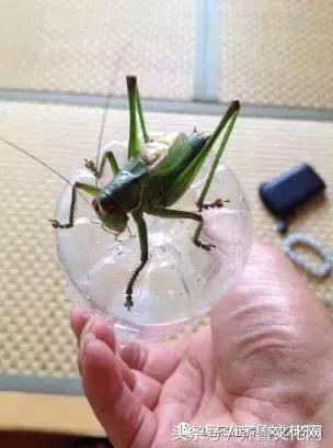 养蝈蝈的七大诡异禁忌,养蝈蝈的七大注意事项