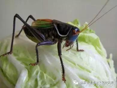 养蝈蝈的七大诡异禁忌,养蝈蝈的七大注意事项