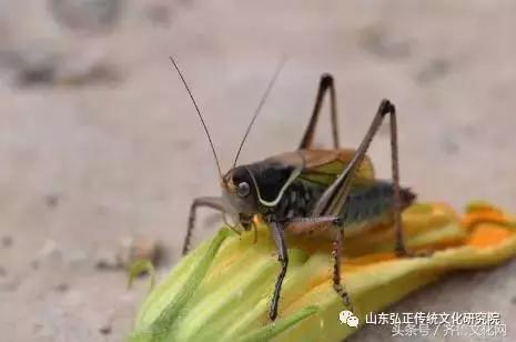 养蝈蝈的七大诡异禁忌,养蝈蝈的七大注意事项