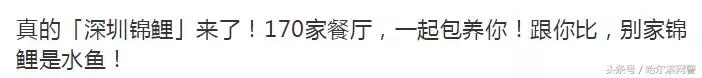 中国锦鲤的套路有哪些呢,中国锦鲤为什么火了