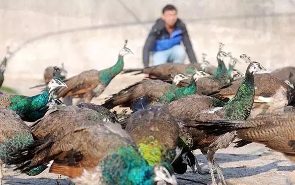 大益千羽孔雀视频,千羽孔雀大益茶2003