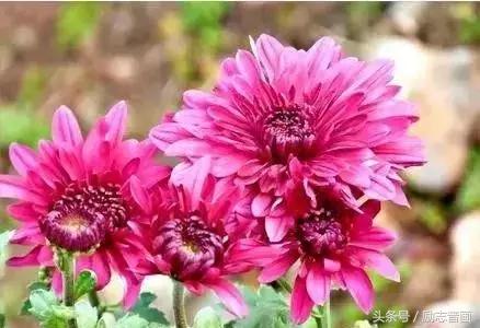 最实用的成语集锦,史上最全成语分类汇总