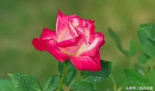 最实用的成语集锦,史上最全成语分类汇总