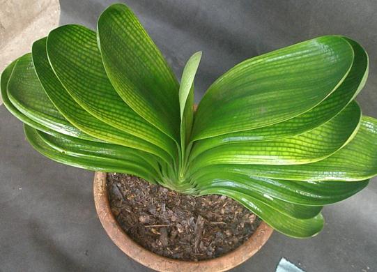 盆栽花卉枯死的补救办法,花卉救活药