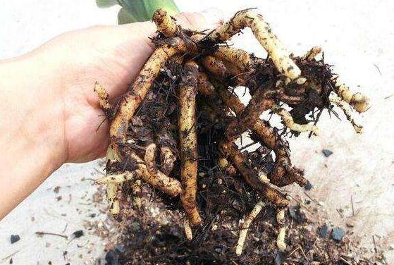 盆栽花卉枯死的补救办法,花卉救活药