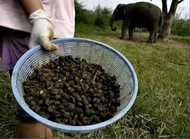 蓝山咖啡猫屎咖啡意式咖啡的区别,猫屎咖啡和普通咖啡选哪样