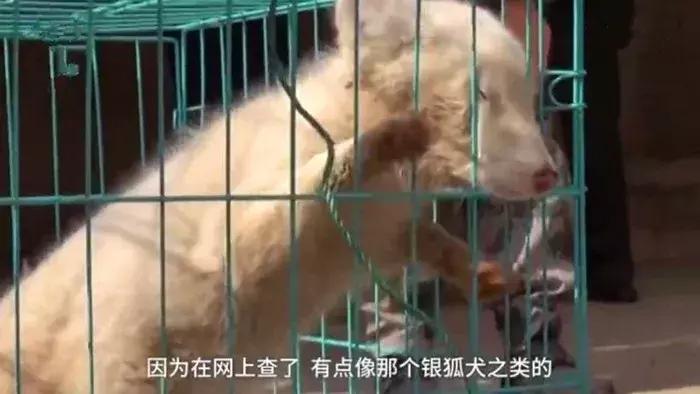 小白狐私闯大院被抓,误当成银狐犬饲养,最后无奈与兵哥哥道别!