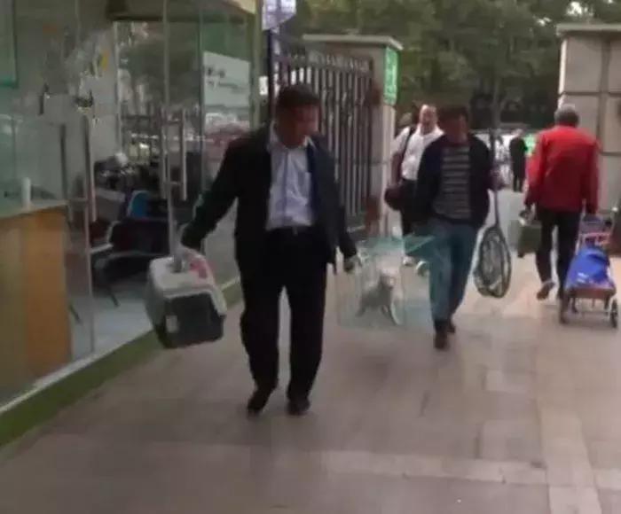 小白狐私闯大院被抓,误当成银狐犬饲养,最后无奈与兵哥哥道别!