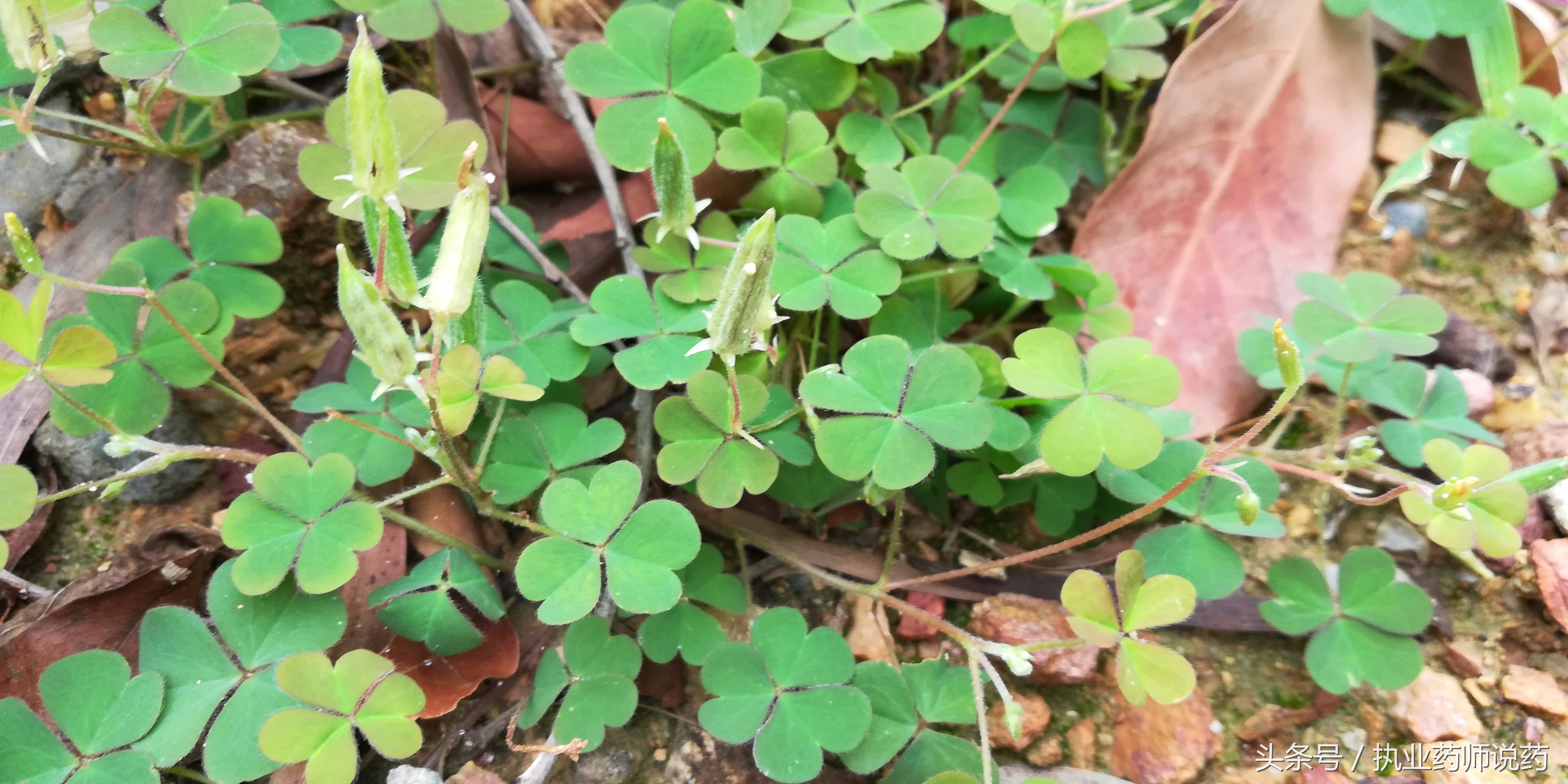 重阳节登高功效,重阳节上山挖草药视频