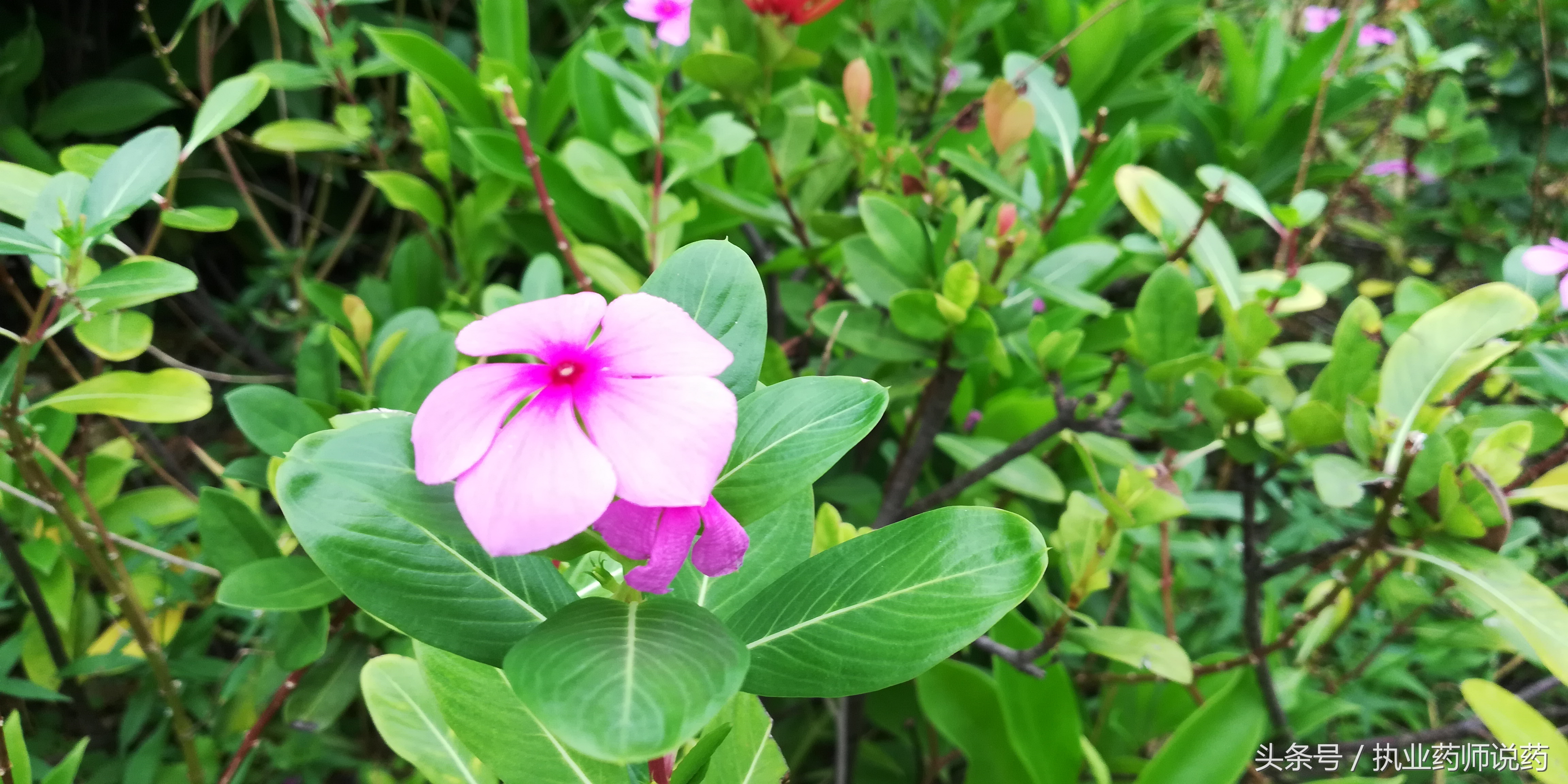 重阳节登高功效,重阳节上山挖草药视频