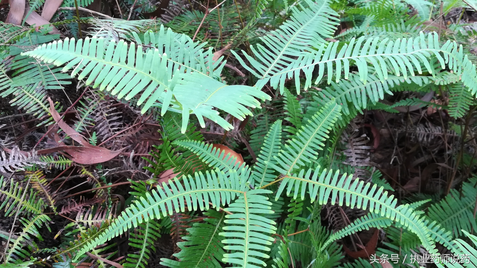 重阳节登高功效,重阳节上山挖草药视频