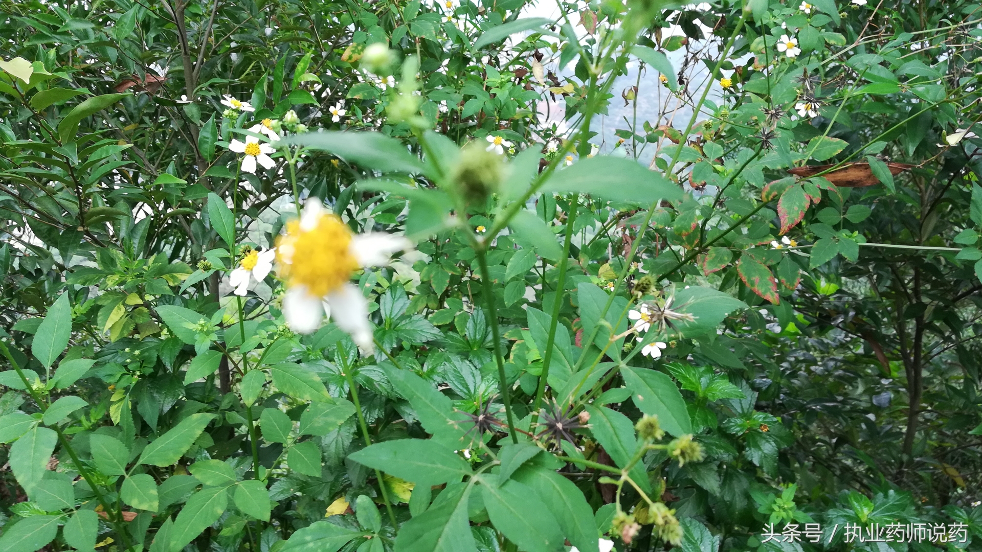 重阳节登高功效,重阳节上山挖草药视频