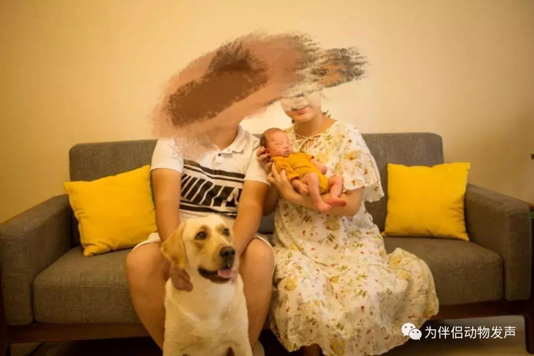 怀孕的时候你还会坚持养宠物吗,孕妇几个月就可以养宠物狗狗了