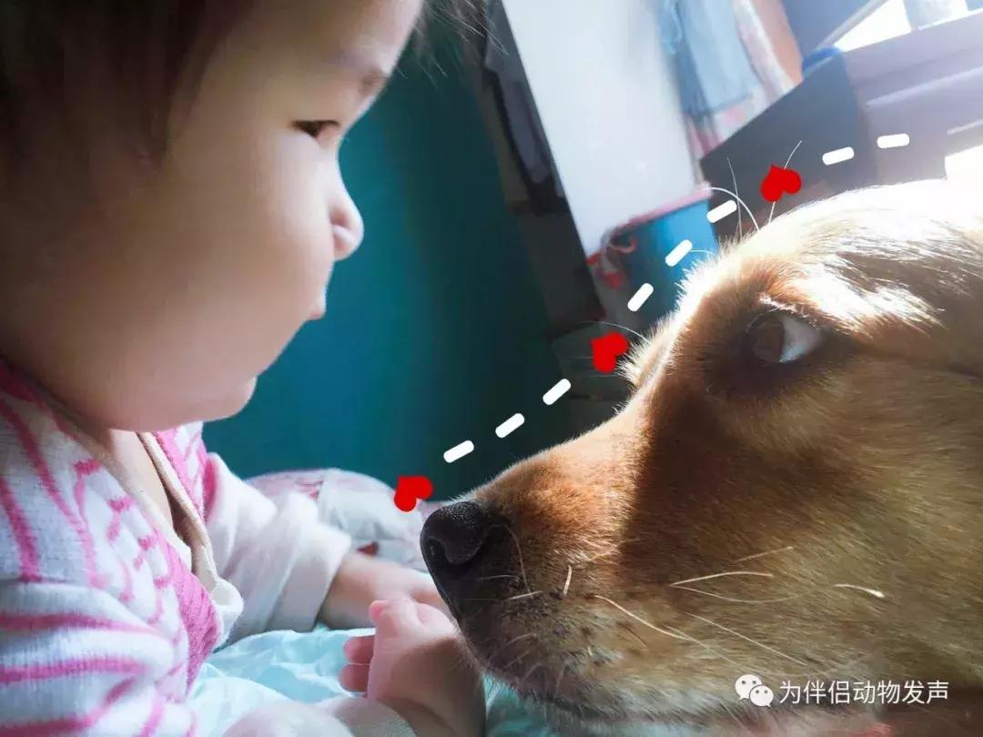 怀孕的时候你还会坚持养宠物吗,孕妇几个月就可以养宠物狗狗了