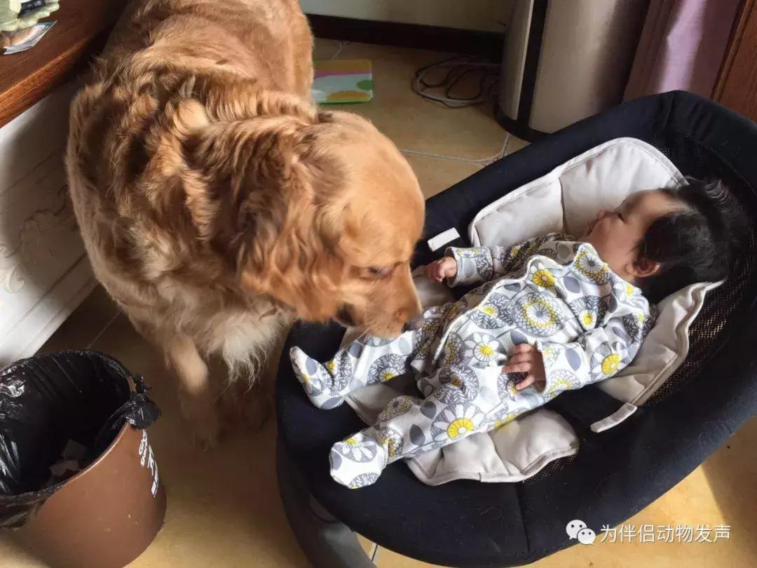 怀孕的时候你还会坚持养宠物吗,孕妇几个月就可以养宠物狗狗了