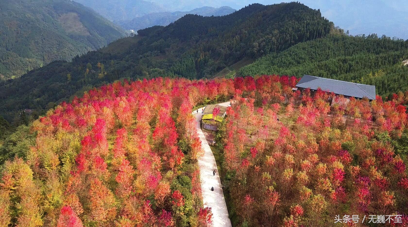 谁言不解“枫”情？金秋观红叶独爱川西红枫岭