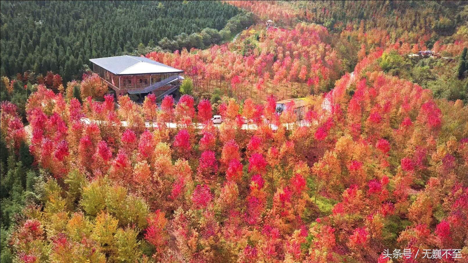 谁言不解“枫”情？金秋观红叶独爱川西红枫岭