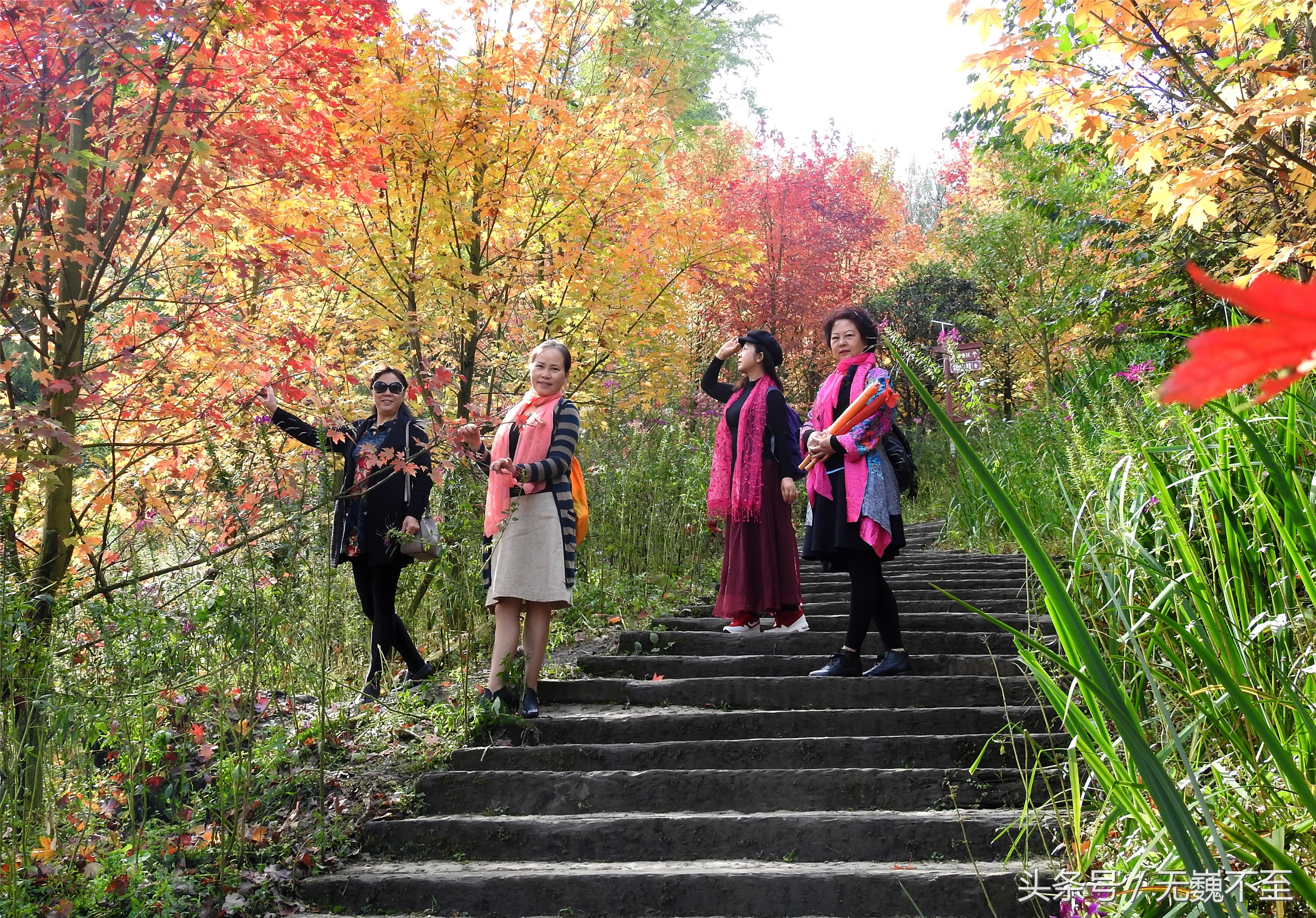 谁言不解“枫”情？金秋观红叶独爱川西红枫岭