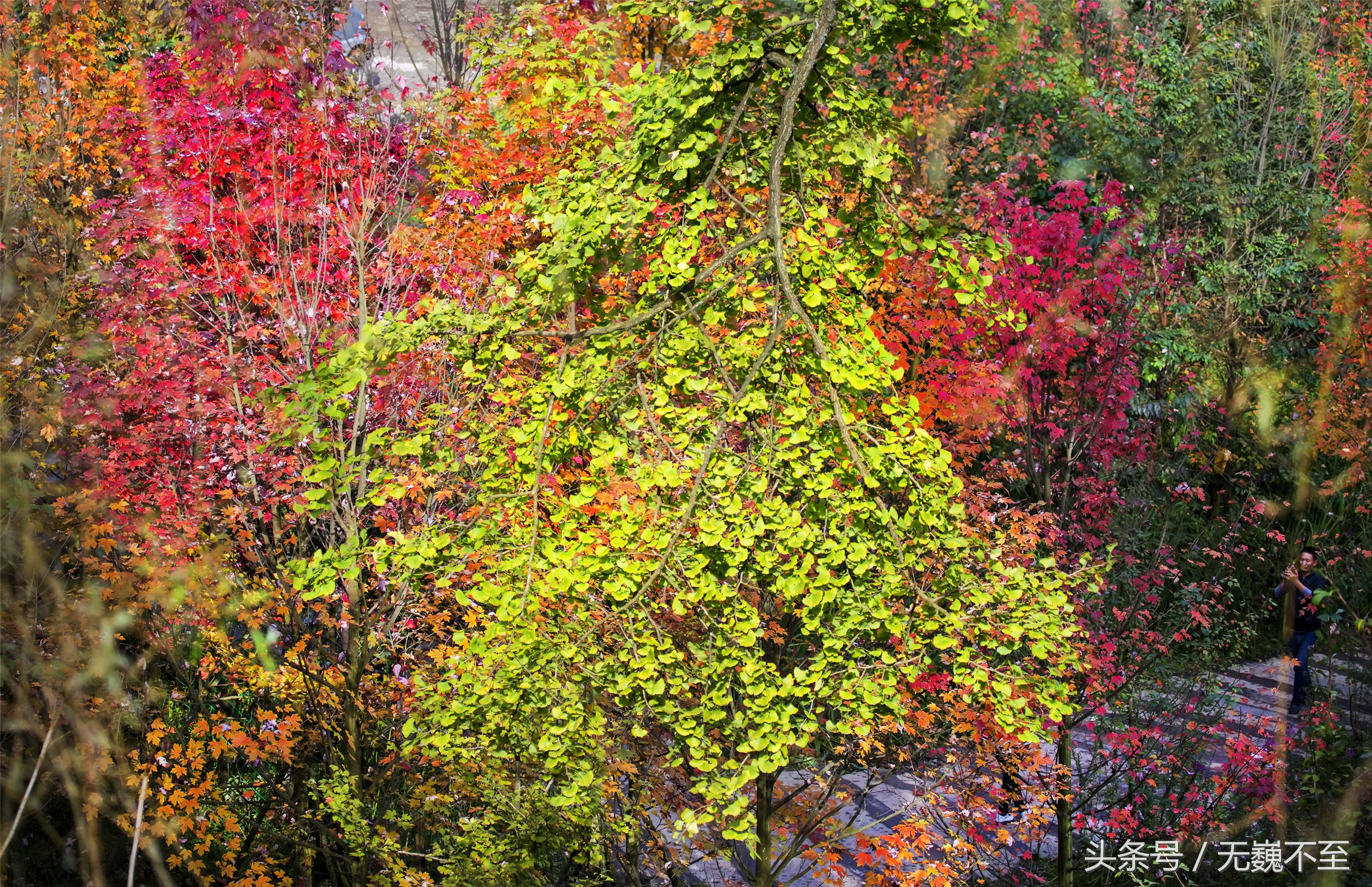 谁言不解“枫”情？金秋观红叶独爱川西红枫岭