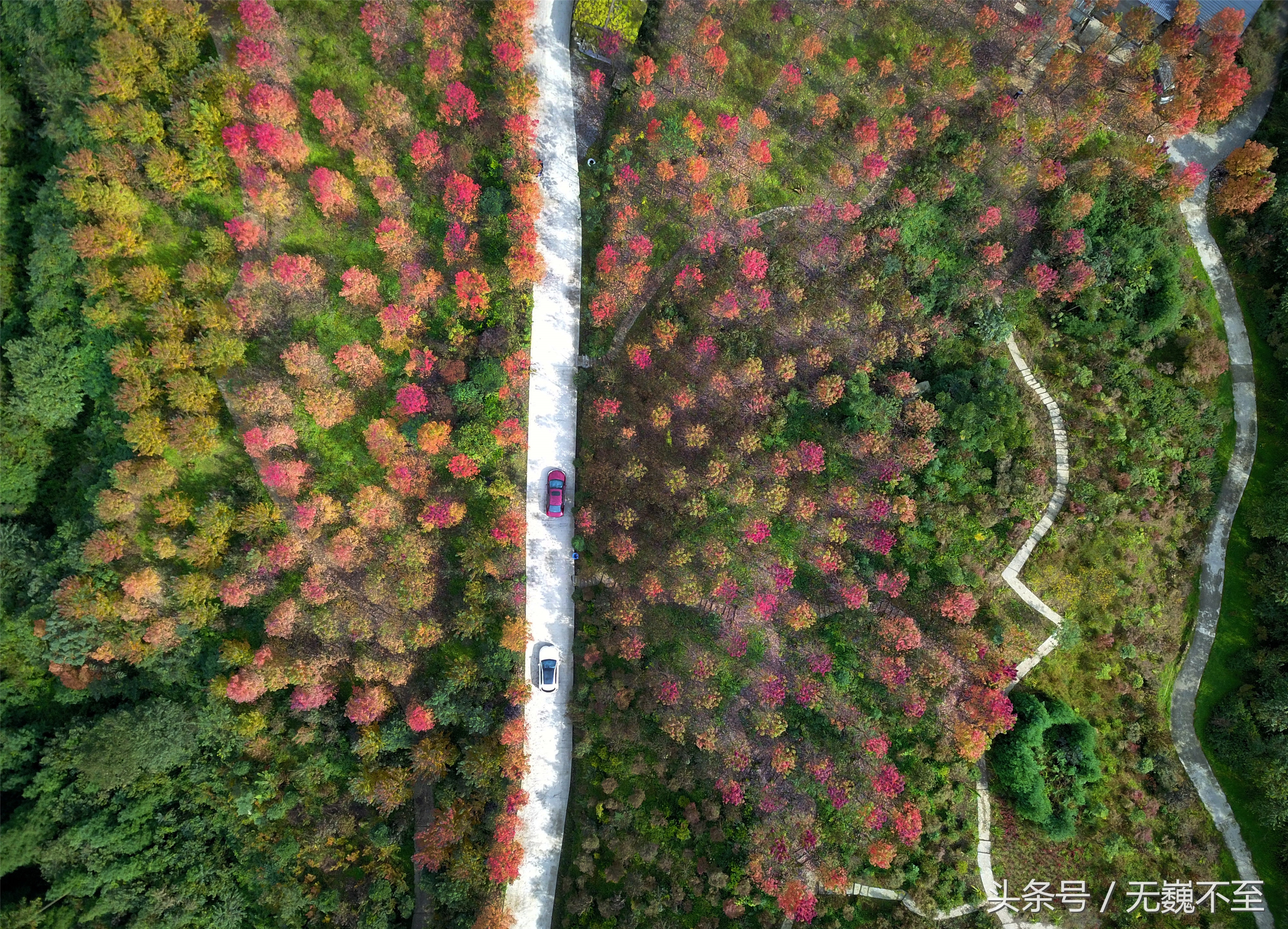 谁言不解“枫”情？金秋观红叶独爱川西红枫岭