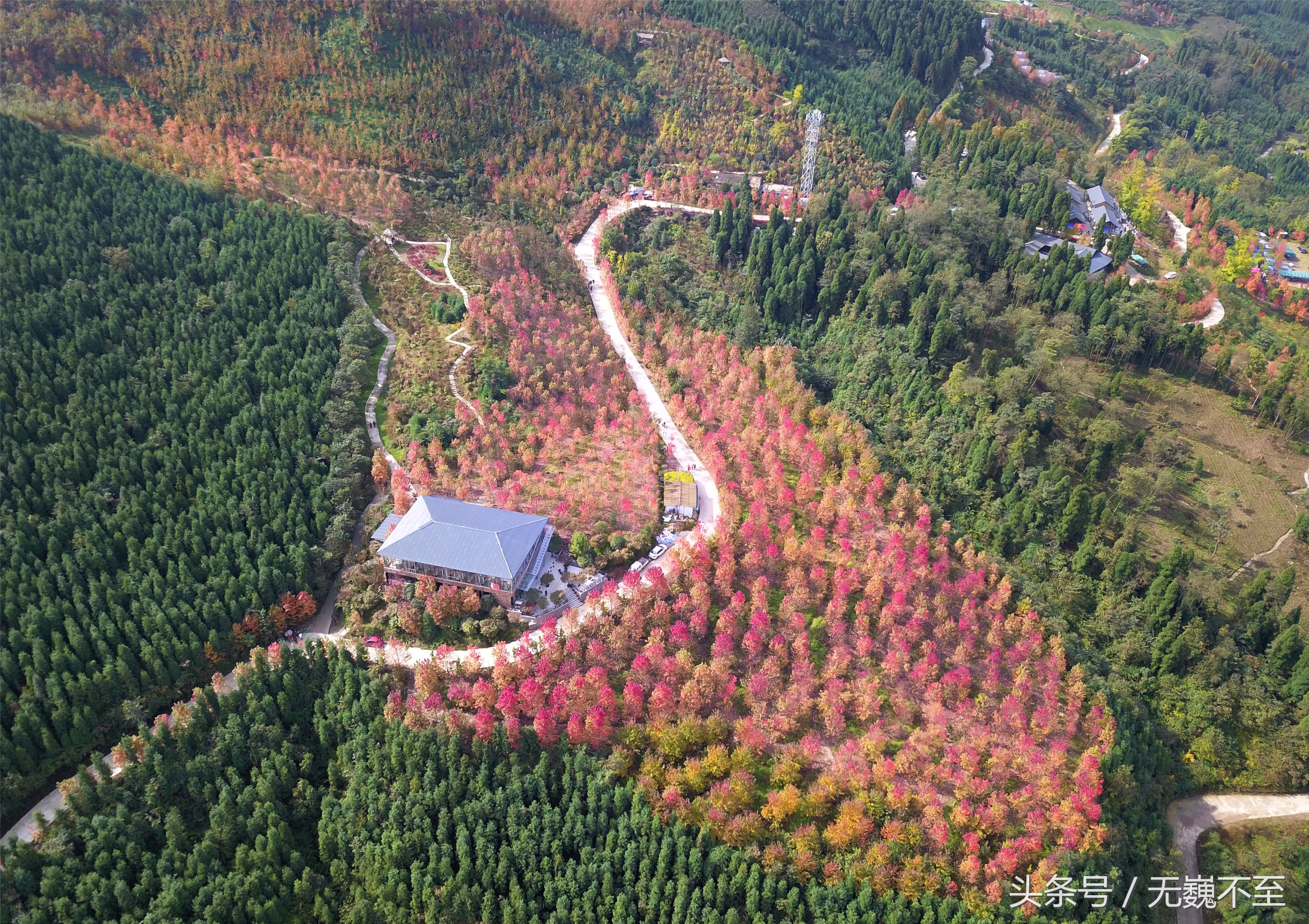谁言不解“枫”情？金秋观红叶独爱川西红枫岭