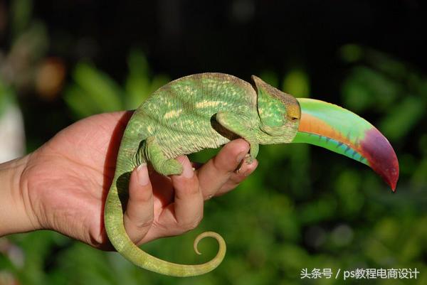 入门也要学的蒙版三大技巧,蒙版入门基础知识