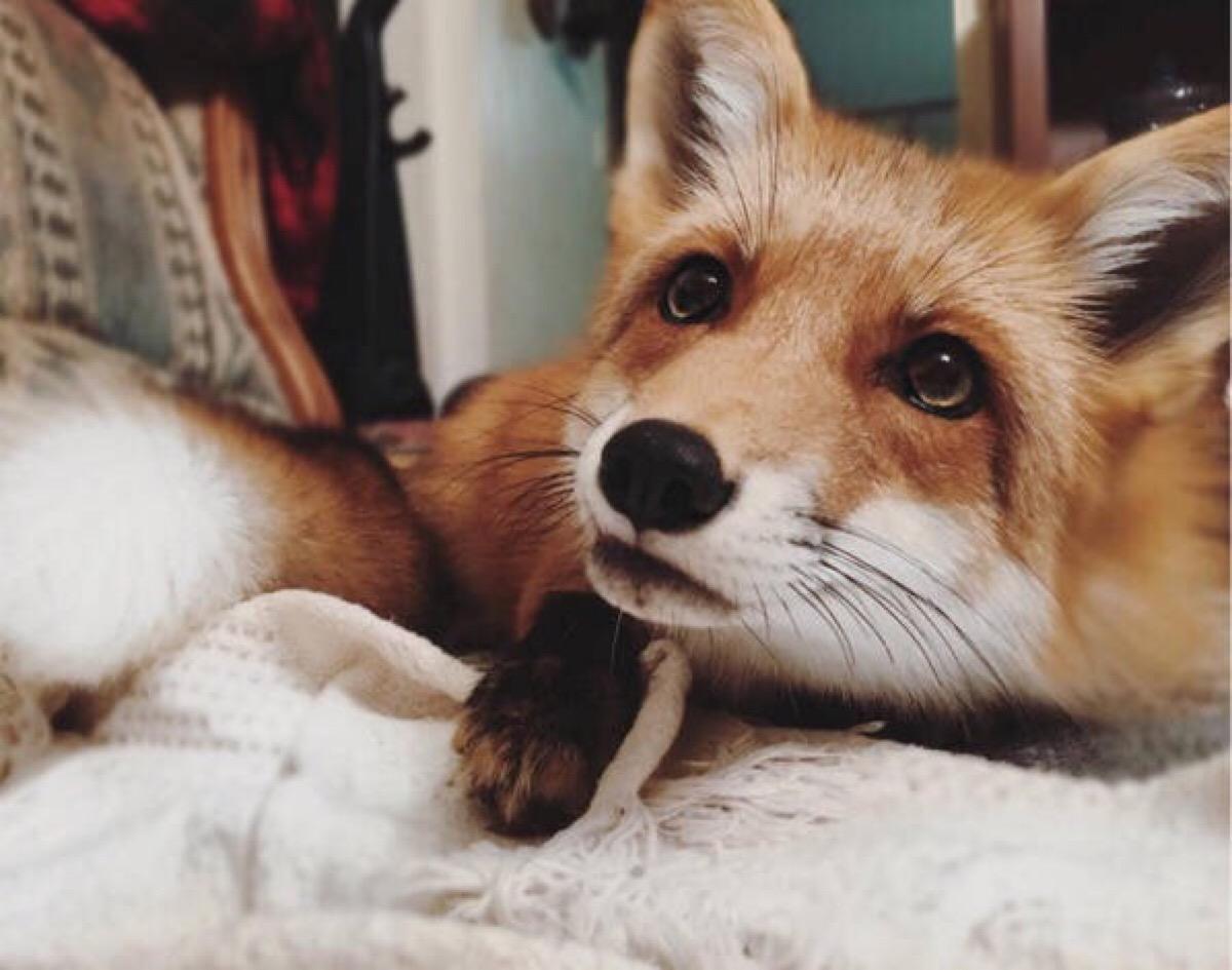 小白狐私闯大院被抓,误当成银狐犬饲养,最后无奈与兵哥哥道别!