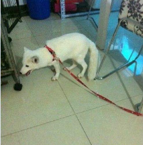 小白狐私闯大院被抓,误当成银狐犬饲养,最后无奈与兵哥哥道别!