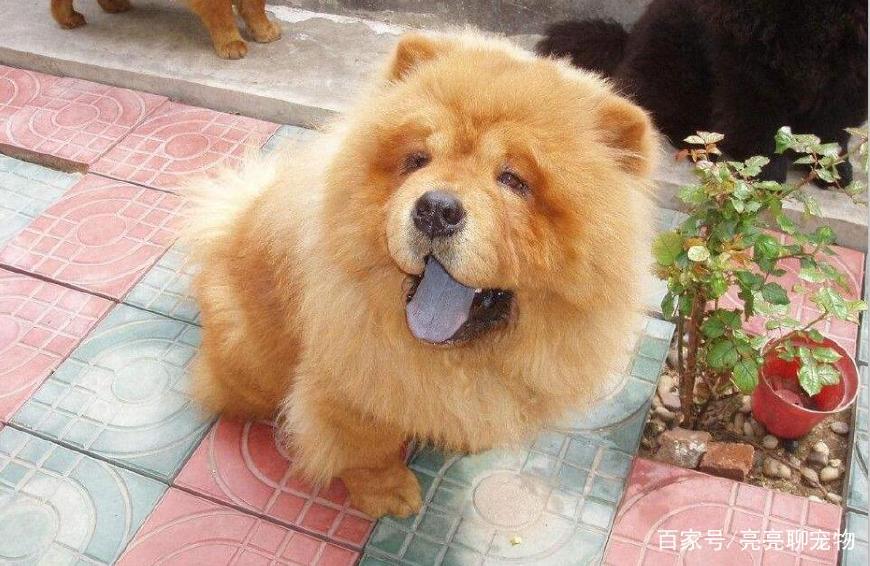 松狮幼犬吃什么比较好养活,松狮幼犬怎么喂养方法图解