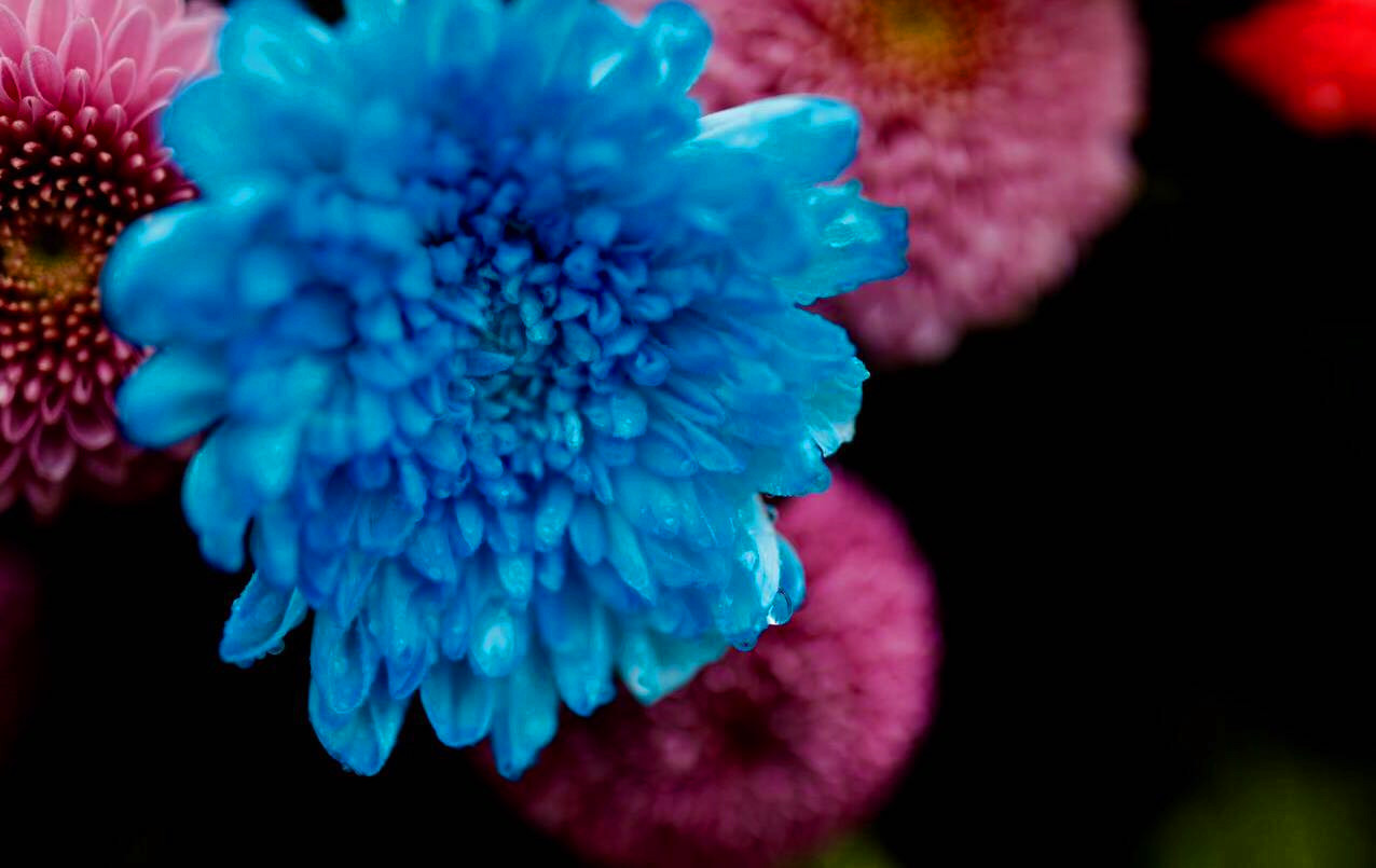 开封清明上河园龙亭两日游,自由行说走就走的旅行开封赏菊