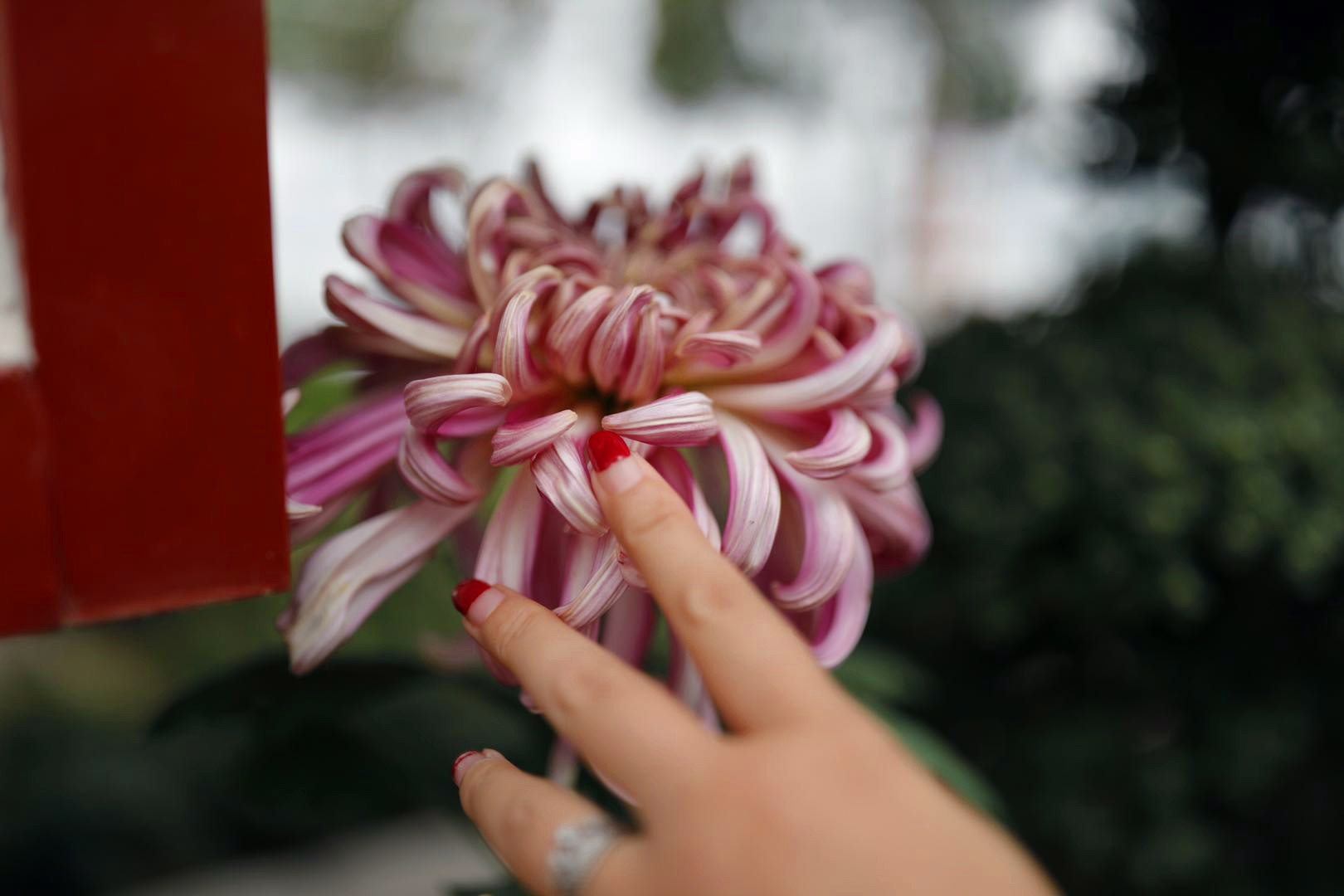 开封清明上河园龙亭两日游,自由行说走就走的旅行开封赏菊