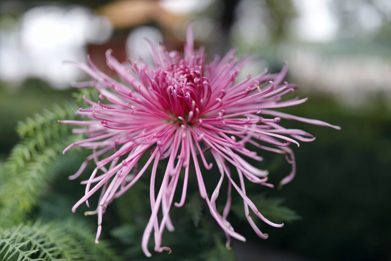 开封清明上河园龙亭两日游,自由行说走就走的旅行开封赏菊