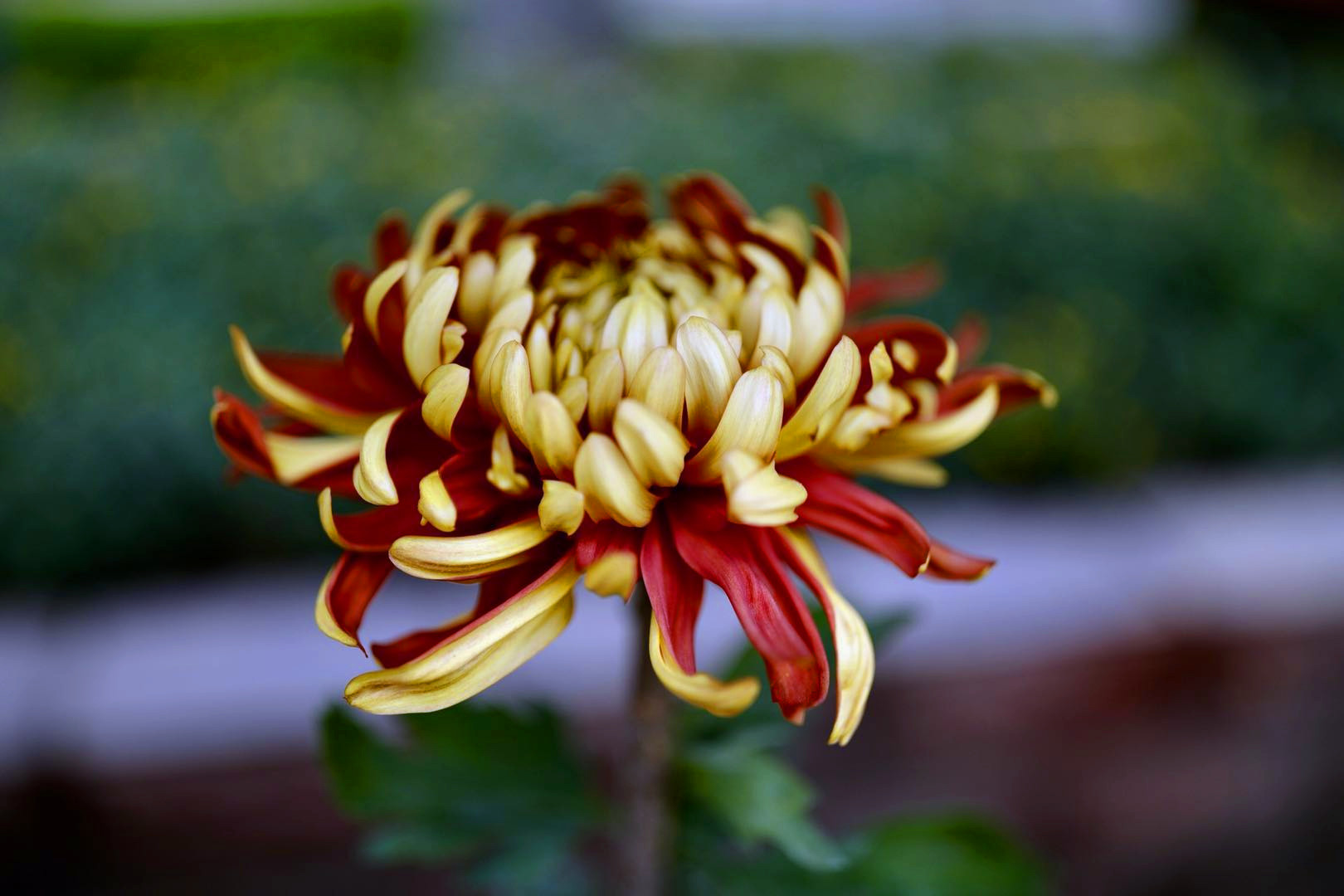 开封清明上河园龙亭两日游,自由行说走就走的旅行开封赏菊