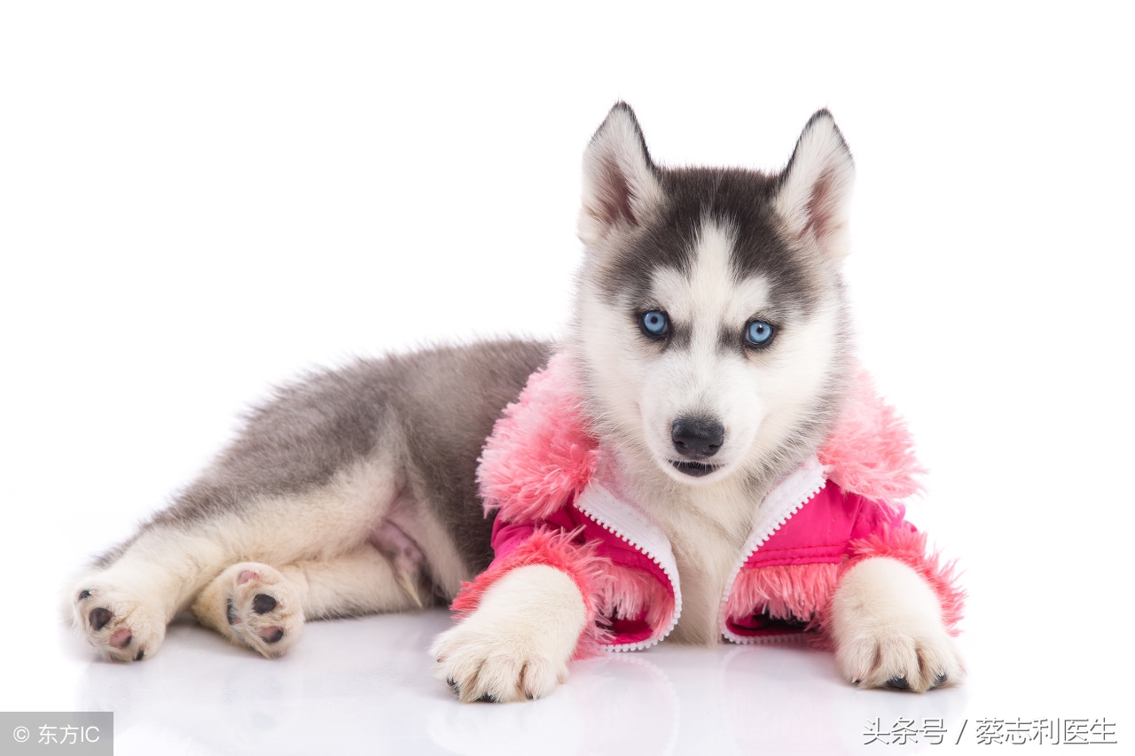 你可相信？流浪猫治好了她的抑郁症