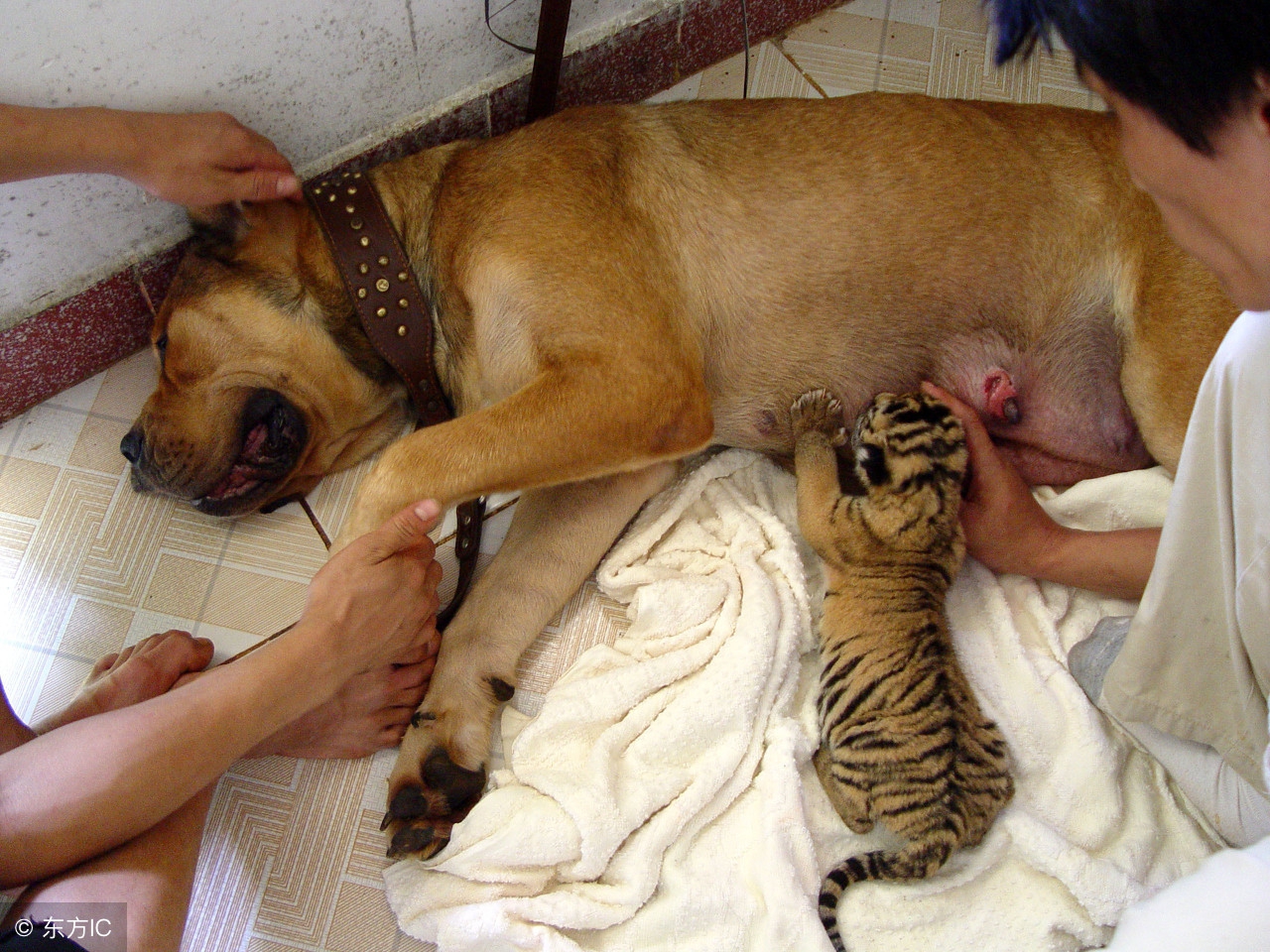 导致狗狗不孕不育的原因,狗狗有没有不孕不育的情况