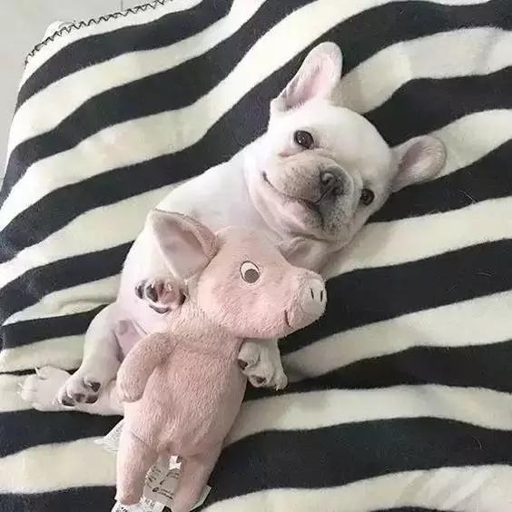 法国斗牛犬怎么看品相,教你挑选一只品相好的法国斗牛犬