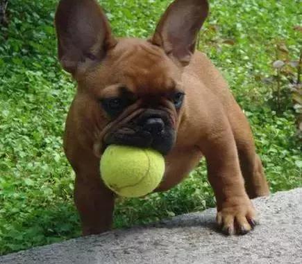 法国斗牛犬怎么看品相,教你挑选一只品相好的法国斗牛犬