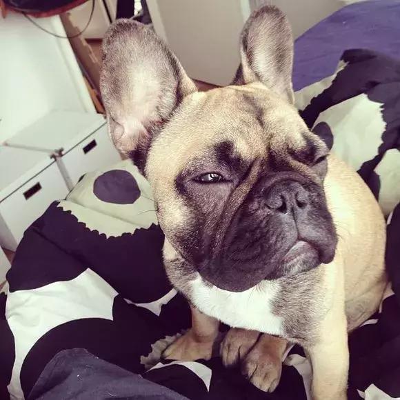 法国斗牛犬怎么看品相,教你挑选一只品相好的法国斗牛犬