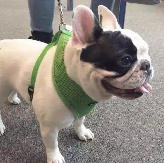 法国斗牛犬怎么看品相,教你挑选一只品相好的法国斗牛犬