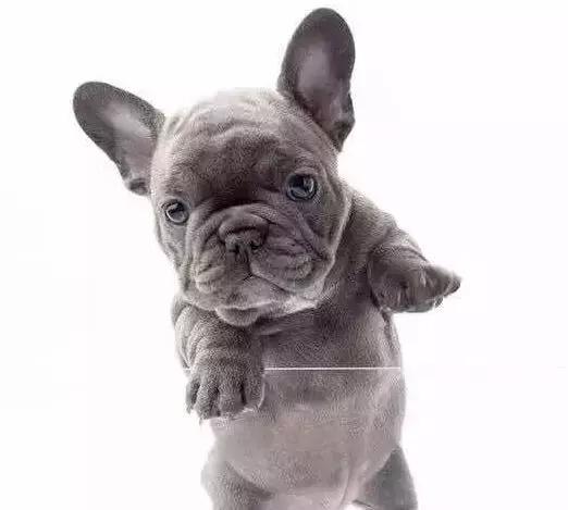 法国斗牛犬怎么看品相,教你挑选一只品相好的法国斗牛犬