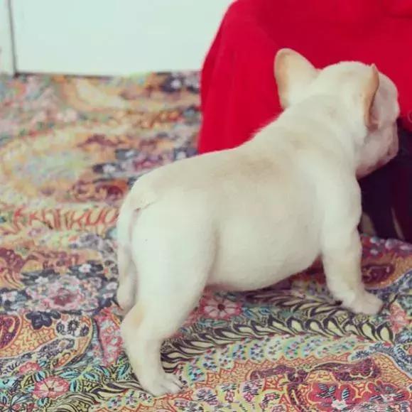 法国斗牛犬怎么看品相,教你挑选一只品相好的法国斗牛犬