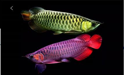 龙鱼常见病症大全,龙鱼疾病