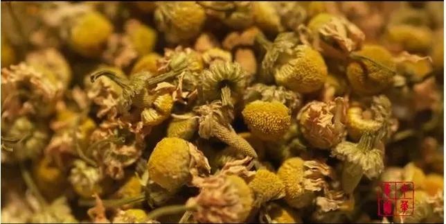 古有东篱把酒黄昏后，今有延年益寿赏菊酒