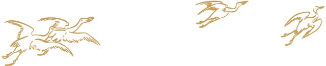 古有东篱把酒黄昏后，今有延年益寿赏菊酒