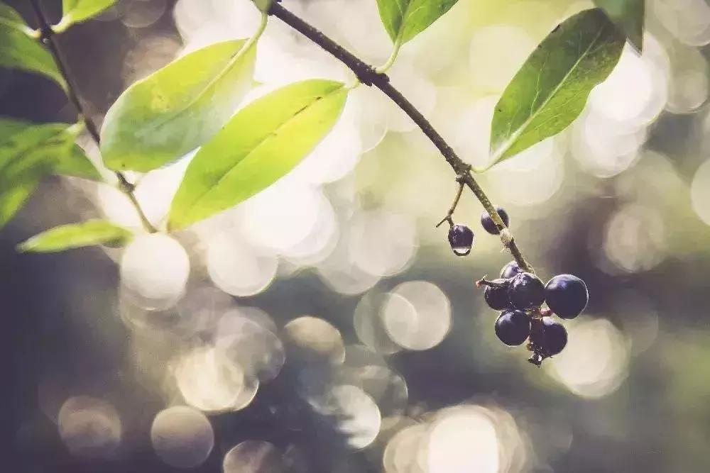 植物风水的秘密,风水真的是伪科学吗