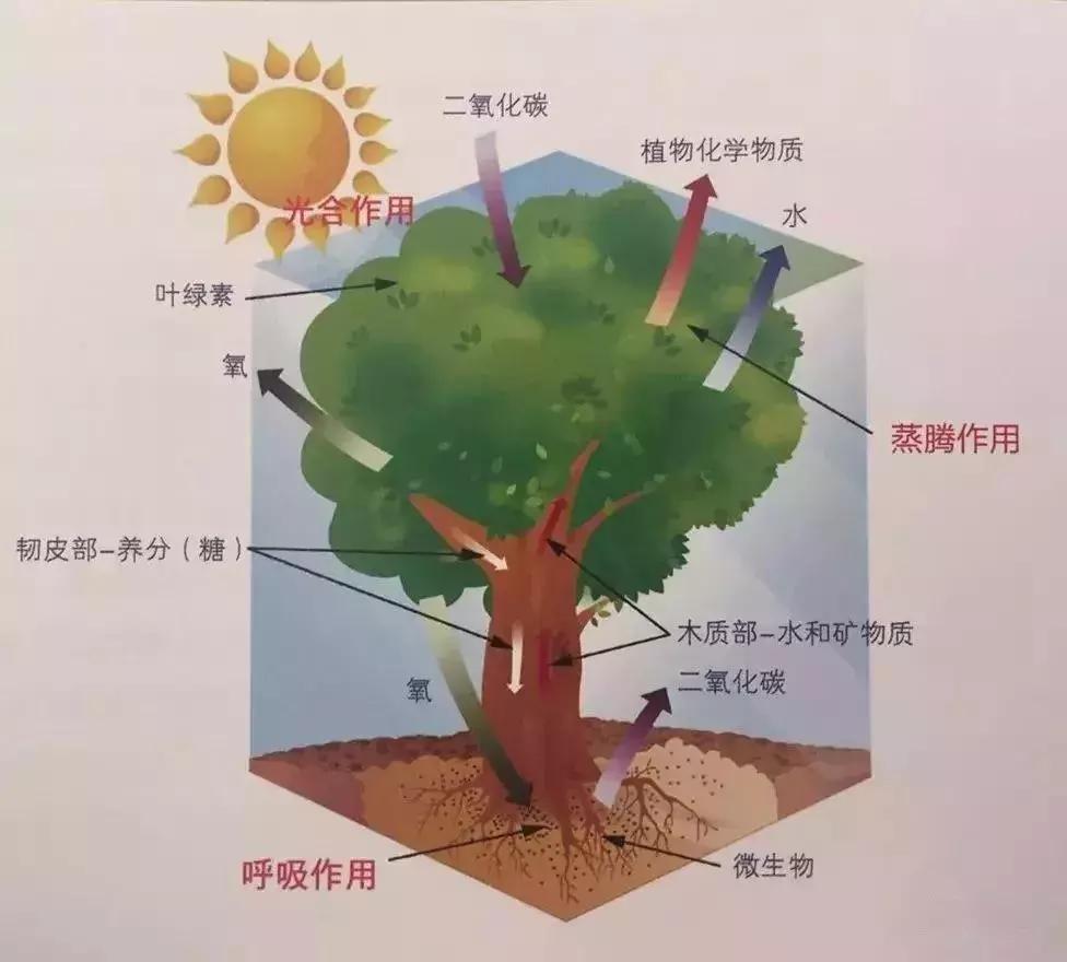 植物风水的秘密,风水真的是伪科学吗