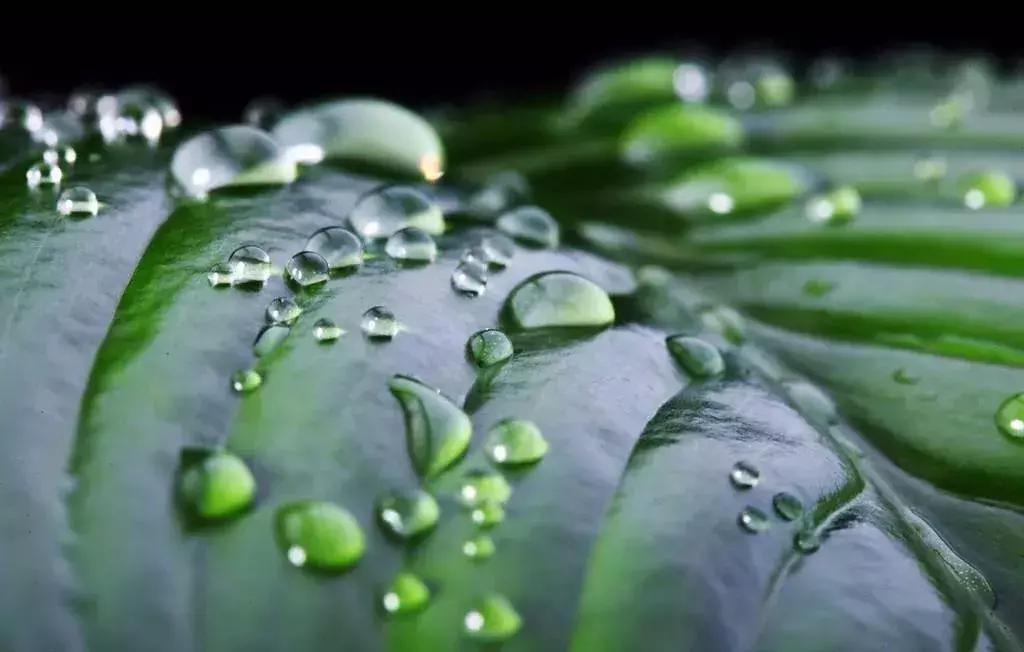 植物风水的秘密,风水真的是伪科学吗