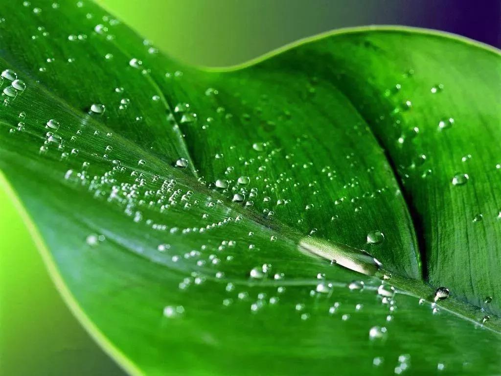 植物风水的秘密,风水真的是伪科学吗