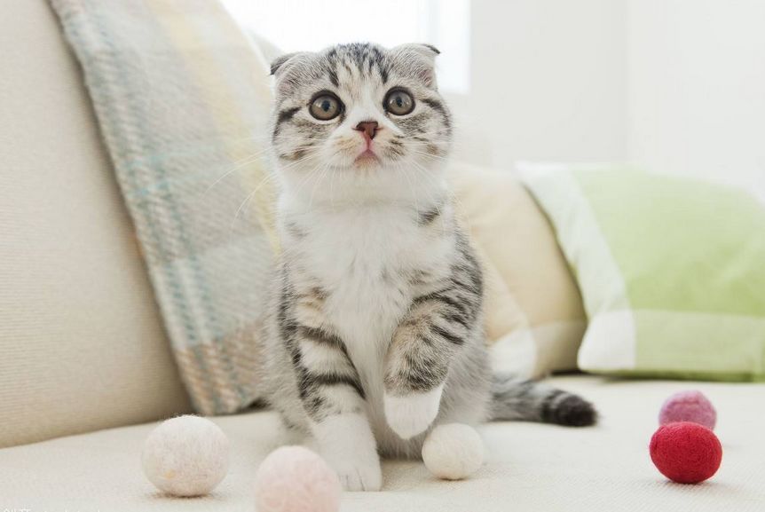 你家的喵星人这么皮吗,你家的猫咪能看见的特点